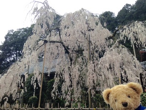 大野寺　しだれ　クマ.jpg